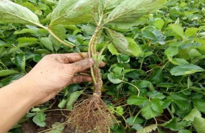 种草莓用什么肥