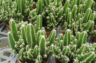 怎样养盆栽仙人掌