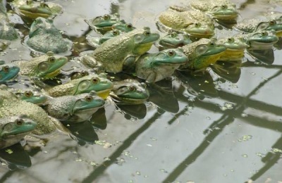 龙虾网箱养殖技术