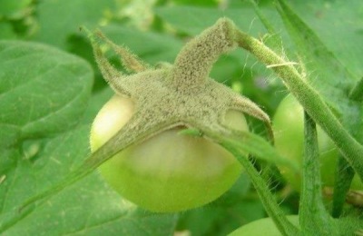 治灰霉病的最佳农药,灰霉病的发病条件是什么