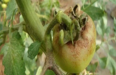 专治晚疫病的药有哪些