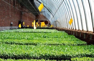 一株紫花椰菜苗多少钱？分析紫花椰菜种植成本和利润