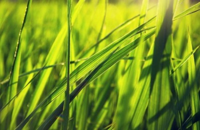 龙粳58水稻品种介绍