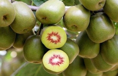 赤壁有哪些优质土特产