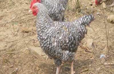 芦花鸡一斤多少钱？养100只芦花鸡要多少钱