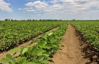 大豆专用肥配方,用来种玉米行不行