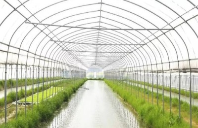 小龙虾人工养殖技术