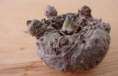 1亩魔芋种植利润分析