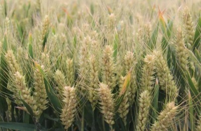 存麦18品种介绍