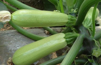 西葫芦最怕的农药是什么？西葫芦怕高温、霜冻吗？