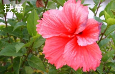 肉质中有哪些珍贵品种