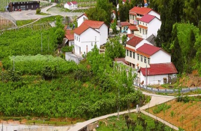 家里种植的西红柿在苗期徒长。我该怎么办