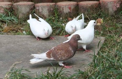 鸽子分布在哪里?鸽子品种有哪些