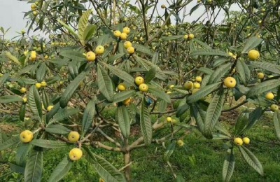 几个适合北方种植的优质高产苹果品种