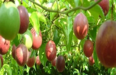 又大又甜的枣子品种介绍