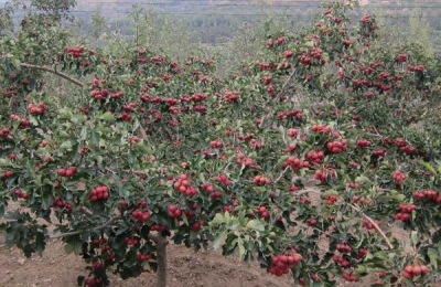 山楂锈病用什么农药有效,什么时候打