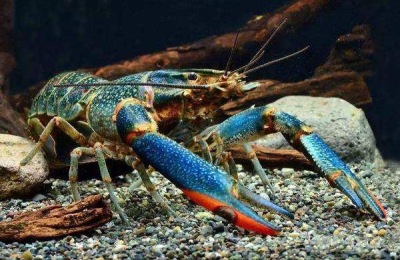 巨型淡水龙虾一斤多少钱？巨型淡水龙虾养殖前景分析