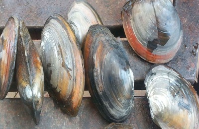 河蚌怎么养出珍珠