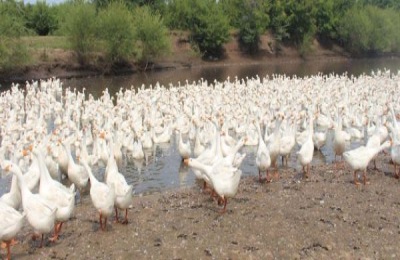 常见鹅料配方有哪些