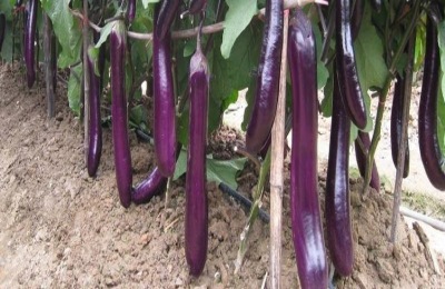 种植蔬菜时，小苏打真的可以用作农药吗？为什么