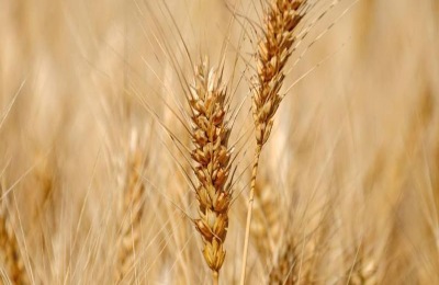 轮选103小麦品种介绍