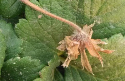 治灰霉病的最佳农药,灰霉病的发病条件是什么