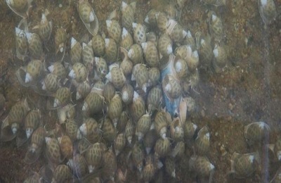方斑东风螺养殖技术
