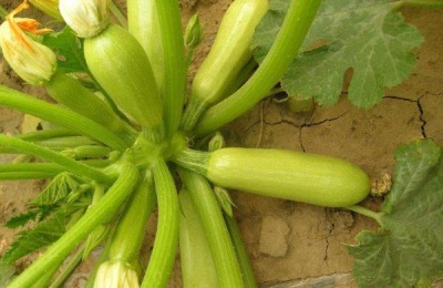 西葫芦最怕的农药,这些农药不能乱用