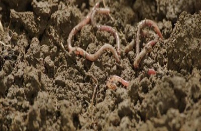 蚯蚓的销路是什么？蚯蚓的产量和利润如何