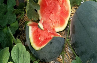 无籽西瓜产于哪里?什么品种的无籽西瓜好