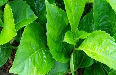 家庭养殖方法绣球花