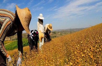 温室养殖最赚钱的是什么?这六个项目前景广阔