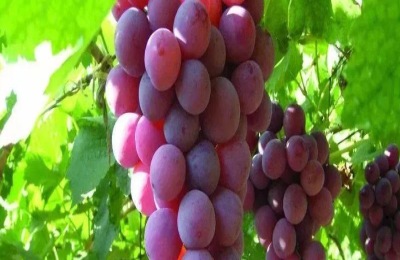 夏威夷果一斤多少钱？种植前景如何