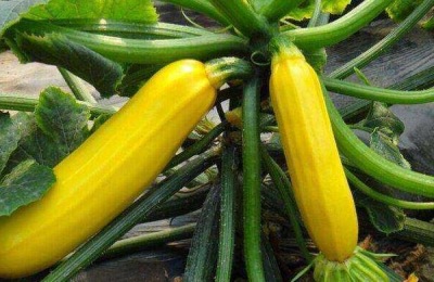 西葫芦最怕的农药,这些农药不能乱用