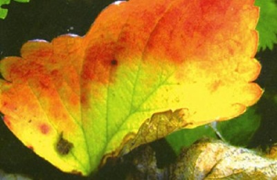 草莓喜欢什么肥料