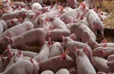 促排三号使用时间，怎么使用