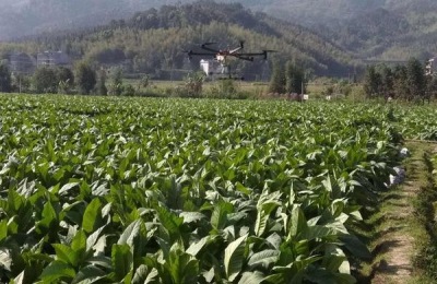 红糖自制叶面肥的配方