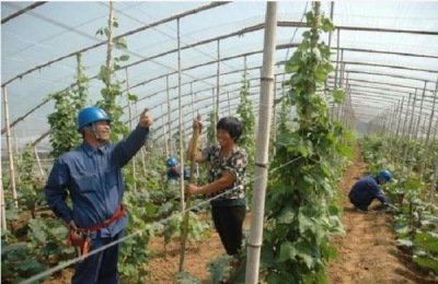 尿素可以使葡萄破眠