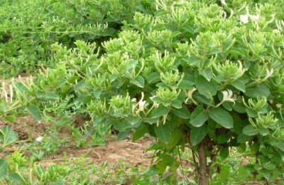 南方种什么药最赚钱