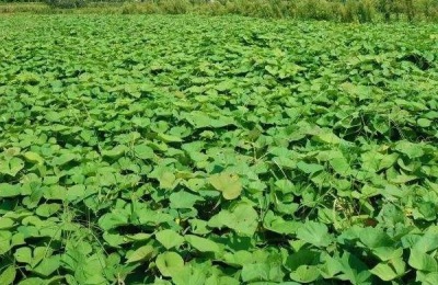 红薯的主要产地在哪里?有哪些品种