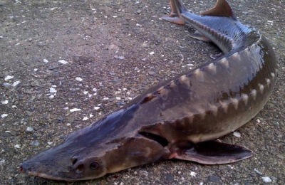 养殖方法及注意事项