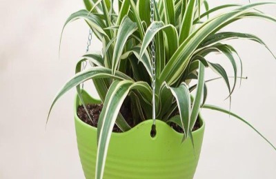 怎样养盆栽常青藤