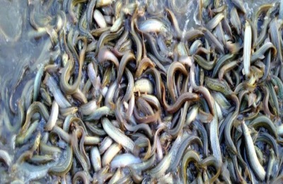 南美对虾能和泥鳅混养吗？怎么养殖