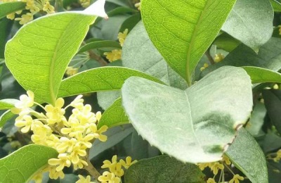 桂花用什么肥料