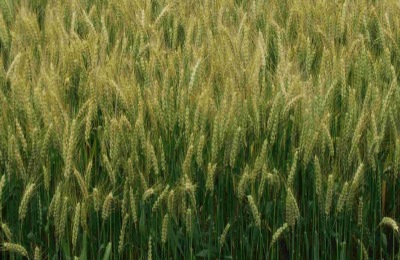 濮麦117品种介绍