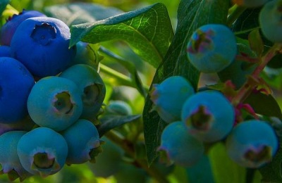 哪里有蓝莓苗？一棵树多少钱