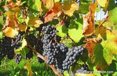 日本葡萄品种有哪些