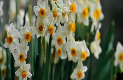 花草茶有哪些品种