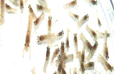 罗氏虾养殖技术