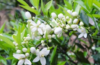 保花保果农药最佳配方,什么时候打合适